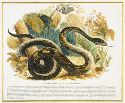 Die Boa Constrictor, Bildungsillustration veröffentlicht von der Society for Promoting Christian Knowledge, 1843 von Josiah Wood Whymper